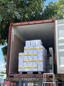 ผู้จัดจำหน่ายเส้นก๋วยเตี๋ยวเวียดนามแบบขายส่ง – โฟและป๋ะทะแท้ เนื้อแน่น ไม่เปียกน้ำ เนื้อสัมผัสแน่น ได้รับการรับรองฮาลาลและ HACCP สำหรับการส่งออก - Product Image 6