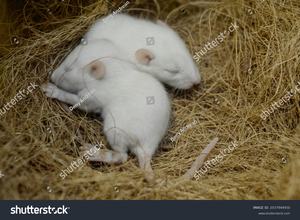 Fibres de coco 100% naturelles sans poussière pour litière pour animaux de compagnie, idéales pour les hamsters, les araignées et les scorpions, biodégradables et respectueuses de l'environnement - Product Image 3
