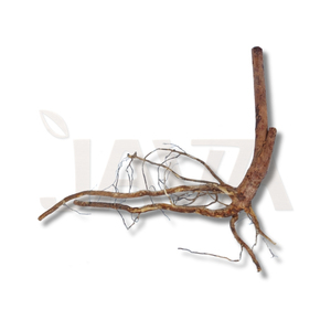 Decoración Ecológica para Acuarios y Terrarios, Madera de Araña Dorada, 20 cm - Product Image 1