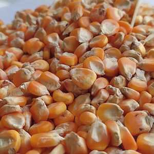 Ngô Vàng Chất Lượng Cao Với Giá Bán Buôn Với Chi Phí Thấp Với Bao Bì Mạnh Xuất Khẩu Từ Ấn Độ - Product Image 2