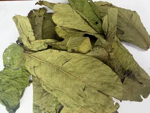 Senna Alata de Qualité Supérieure, Ingrédient Herbal Séché Premium pour Extraits Herbacés Ayurvédiques et Compléments Alimentaires - Product Image 3