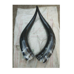 Regalo de Boda Único, Cuerno de Pera Vikingo, Decoración Natural para el Hogar y Hoteles, Par de Cuernos de la Mejor Calidad, Pulidos - Product Image 2