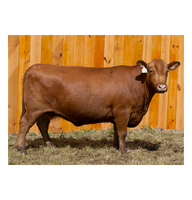 Fournisseur en gros de bétail Red Angus pour les éleveurs et les entreprises agricoles