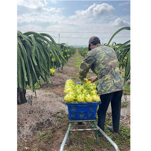 Dragon fruit jaune ODM <span class=keywords><strong>de</strong></span> haute qualité, norme d'exportation courante, frais, 100% naturel, OEM - Product Image 4