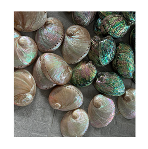 Conchas de abulón pulidas, forma natural, decoración para el hogar, material para manualidades, concha marina orgánica, ecológica - Product Image 1