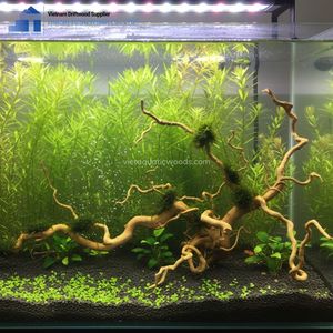 Ornement d'aquarium en bois Doquyen naturel irrégulier et acier inoxydable, décorations pour poissons, durable, écologique, fabriqué au Vietnam - Product Image 3