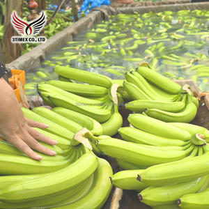 Plátanos Cavendish de Vietnam de alta calidad, agricultura fresca dulce natural, exportación de frutas, venta al por mayor, suministro directo de granja, estante de 40 días - Product Image 5