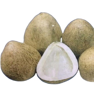 COCO INDIO BALLCOPRA - Product Image 2