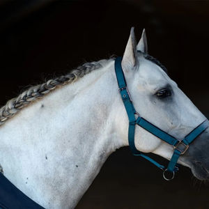 Produits équestres en gros : Colliers de tête pour chevaux de haute qualité, équipement équestre, licols d'équitation - Product Image 4