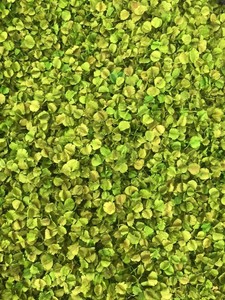 ดอกบุชวิลโลว์แห้งสีธรรมชาติ วัตถุดิบสำหรับทำพอตปูรี บรรจุถุง 1 กก. - Product Image 2