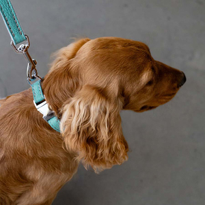 High Quality Fancy Leather Dog Collar Wholesale Online Supplier Adjustable Buckle Closure Neckwear Dogs Collars - Product Image 3