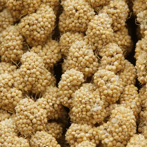 Good Quality Factory Wholesale Organic Fresh Yellow Glutinous Corn <b>Millet</b> TZ453G Brand - Product Image 4
