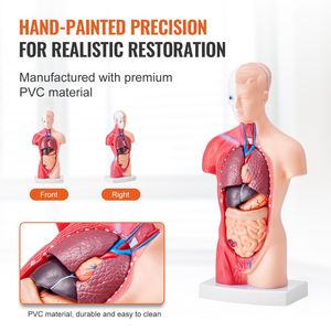 Modello di anatomia del busto umano da 11 pollici Modello di corpo umano educativo in 15 parti rimovibili per la scuola di apprendimento scientifico - Product Image 5