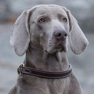 Productos para Mascotas, Accesorios para Mascotas Más Vendidos, Collar de Cuero Genuino para Perro, Collar de Cuero de Color para Perro con Correa - Product Image 6