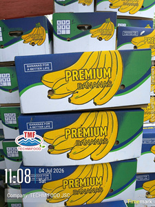Fresh <b>Green</b> Cavendish Banana from Vietnam – Ideal Ripening for International Markets - Product Image 2