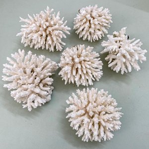Décor d'aquarium, coquillages marins blancs pour décoration nautique et artisanat, coquillages de plage naturels, propres et secs. - Product Image 5