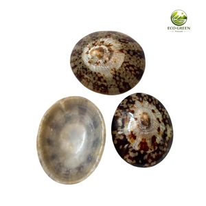 Conchas de Limpet Naturales Pulimentadas de Estilo Bohemio Ecológicas para Confección de Sujetadores y Tops Cortos - Product Image 6