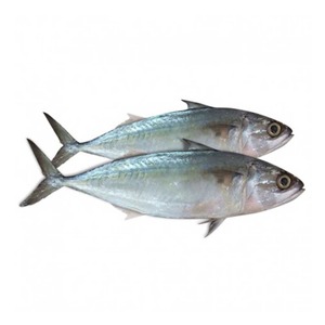 Pescado Atún del Pacífico Congelado, Cuidadosamente Seleccionado, con Empaque Personalizado y Almacenamiento Eficiente en Bodega para Pedidos de Mariscos a Granel - Product Image 2