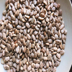 Haricots Pinto en vente : saveur exceptionnelle, qualité constante et prix de gros compétitifs pour les entreprises agroalimentaires - Product Image 1