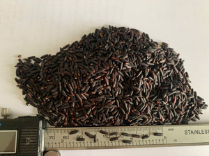 Arroz Jazmín Vietnamita Premium de Grano Largo, Seco, Sin OMG, Bajo Índice Glucémico, Integral, Nutritivo, Venta al por Mayor, a Granel, OEM, Marca Privada - Product Image 4
