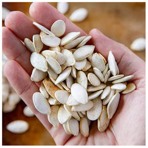 Semillas de Calabaza de Alta Calidad Disponibles - Product Image 5