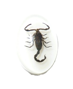 Cabujón Ovalado de Plástico con Espécimen Real de Escorpión Negro 18x25 mm Base Plana Blanca para Manualidades y Joyería - Product Image 3