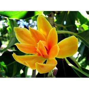 สารสกัดจากสมุนไพร Champaka เกรดอาหารสกัดจาก CO2ที่อุดมด้วยวิตามิน - Product Image 4