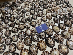 La Mejor Opción: Conchas de Limpet para Manualidades y Proyectos de Joyería, Superficie Limpia, Piezas Seleccionadas, Agrega Valor a las Creaciones Hechas a Mano - Product Image 4