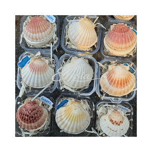 Handcrafted 100-Page Scallop Shell Journal Natural White Sea Shells <b>Notebook</b> Writing Eco-Friendly Portable Business - Product Image 4