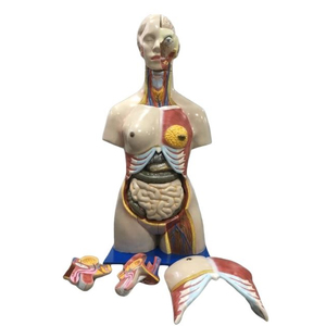 Modelo de torso humano magnético de alta calidad con órganos extraíbles para entrenamiento anatómico y demostraciones educativas al mejor precio - Product Image 1