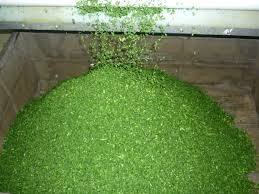 Cebollas secas más vendidas de alta calidad y bajo precio - Product Image 3