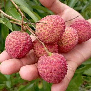 Lichi Congelado Premium de Vietnam, Proveedor de Exportación a Granel IQF - Product Image 1