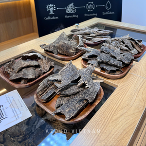 Vietnamese Agarwood Chips Natural Oud Wood for Incense and Perfume Making 100% Pure Sandalwood Aromatic All Season Use - Product Image 5