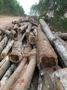 Bûches de bois tendres de qualité supérieure pour la fabrication de papier et les applications de construction. - Product Image 3