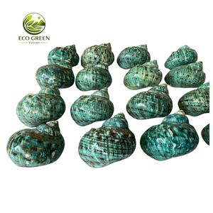 เปลือกหอยเทอร์โบธรรมชาติขายส่ง พร้อมพื้นผิวมุกมุกสะท้อนแสง สำหรับตกแต่งสไตล์ทะเลสุดหรูและงานฝีมือ - Product Image 5