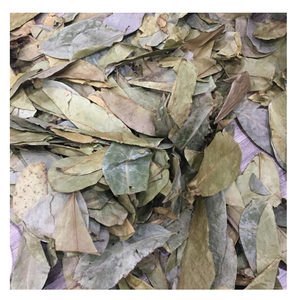 Hoja de guanábana seca: Ingrediente para la fabricación de té de hierbas y mercados mayoristas internacionales - Product Image 1