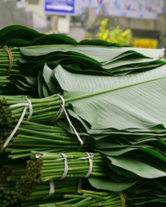 Feuilles de Dong du Vietnam de qualité supérieure – Fraîches et surgelées disponibles - Product Image 1