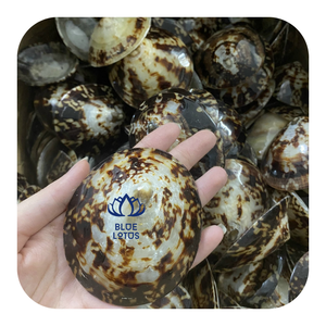 Conchas de Limpet de Primera Calidad, Conchas Marinas Naturales para Decoración, Acuarios y Recuerdos - Product Image 1