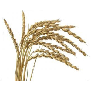 Trigo integral de CALIDAD PREMIUM en venta, trigo al por mayor, comprar trigo - Product Image 2