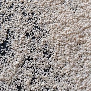 Graines de sésame blanches décortiquées authentiques de qualité supérieure, pureté 99,98 %, qualité alimentaire, qualité export, assaisonnement en vrac, provenance Gujarat, Inde - Product Image 4