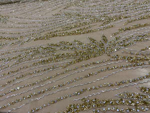 Tissu en Tulle Doré Perlé à la Main, Broderie de Paillettes, Dentelle pour Robe de Mariée, Robe de Bal, Matériaux de Haute Couture - Prix Usine - Product Image 4