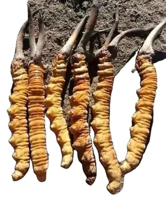 Cordyceps Sinensis du népal/Yarsha Gumba/plante ainsi que les insectes