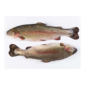 Poisson frais de truite de qualité supérieure, prix usine, fruits de mer proposés pour la vente en gros et aux acheteurs en gros - Product Image 6