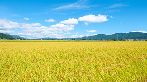 Arroz Sushi de Grano Corto de Primera Calidad, Variedades Industriales Japonesas de Excelente Calidad - Product Image 5