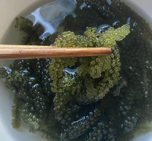 Vietnam Natural Sea Grapes Seaweed Caulerpa Lentillifera for Salad Sushi Fresh Food Ingredient Restaurant Use - Product Image 4