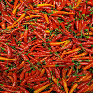 Chile Rojo Entero Indio 100% Puro de Primera Calidad, Gujarat, 24 Meses de Vida Útil, para Empresas de Distribución y Adquisición Mayorista Global - Product Image 2