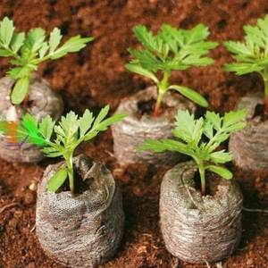 Premium 5kg Coconut <b>Coir</b> Peat <b>Block</b> 100% Natural Growing Medium for Hydroponics Greenhouse Agriculture Vietnam - Product Image 2