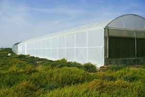 Hydroponic Greenhouse Lettuce Grow System With White PVC Pipes And Raised Beds For Indoor Farming - Product Image 3
