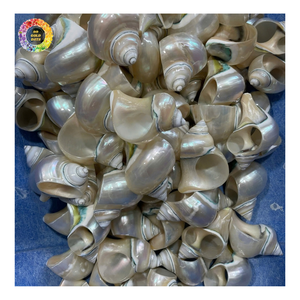 Wholesale Yellow Hellmet Shell, Queen Helmet Shell, Giant Green Marmoratus Turban Shell Craft Home Decoration Material <b>Ornament</b> - Product Image 6
