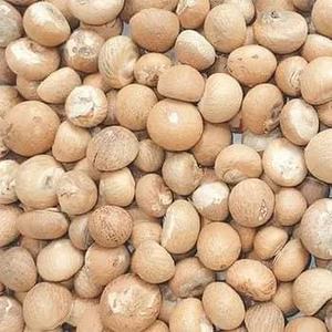 เม็ดมะม่วงหิมพานต์คุณภาพส่งออกขายดีที่สุด เกรด 90-95% คั่วอย่างดี แห้งสนิท ไทย/อินโดนีเซีย ขายส่ง บรรจุถุงปอกเปลือก อายุการเก็บรักษา 3 ปี - Product Image 4